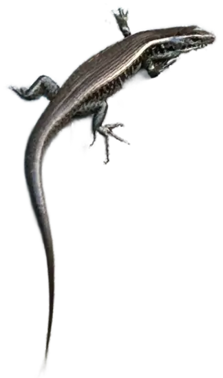 Big Skink